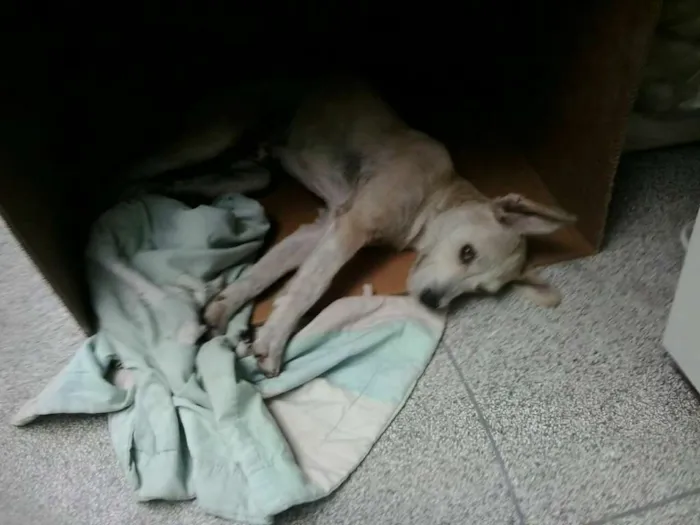 Cachorro ra a srd idade 7 a 11 meses nome Lorenzo