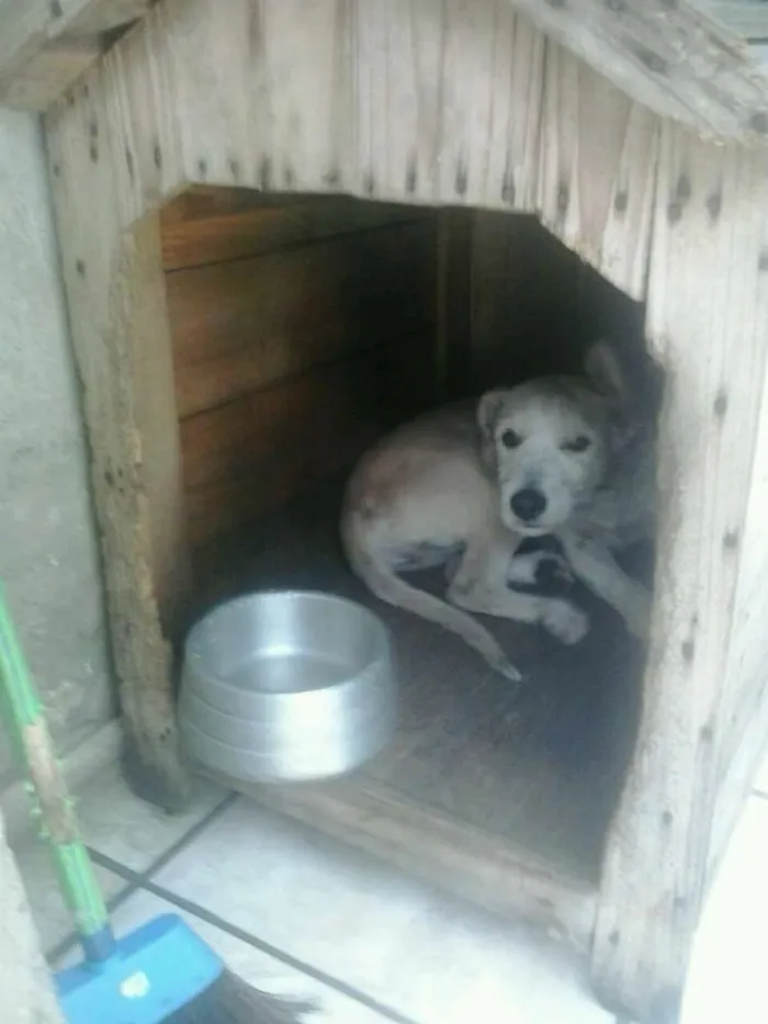 Cachorro ra a srd idade 7 a 11 meses nome Lorenzo