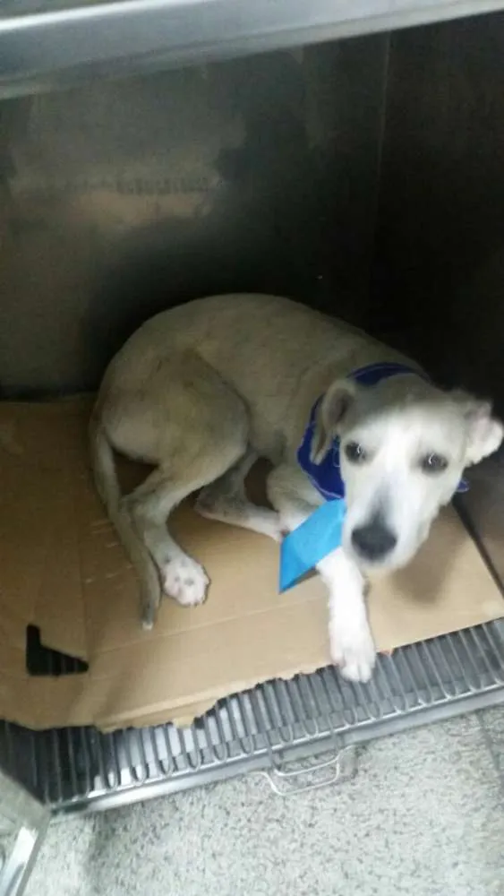 Cachorro ra a srd idade 7 a 11 meses nome Lorenzo