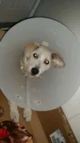 Lorenzo