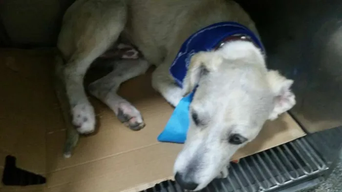 Cachorro ra a srd idade 7 a 11 meses nome Lorenzo