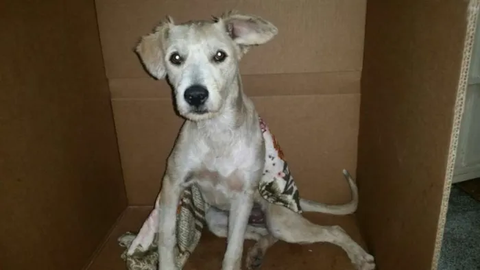 Cachorro ra a srd idade 7 a 11 meses nome Lorenzo