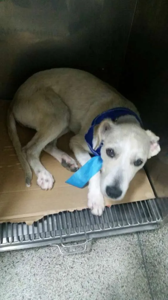 Cachorro ra a srd idade 7 a 11 meses nome Lorenzo