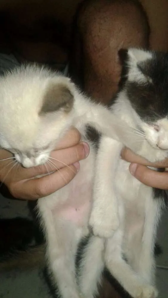 Gato ra a  idade Abaixo de 2 meses nome Sem nome