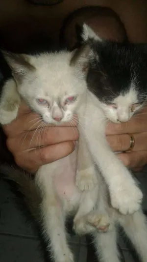 Gato raça  idade Abaixo de 2 meses nome Sem nome