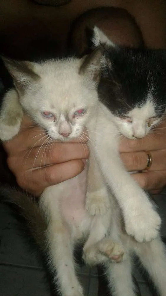 Gato ra a  idade Abaixo de 2 meses nome Sem nome