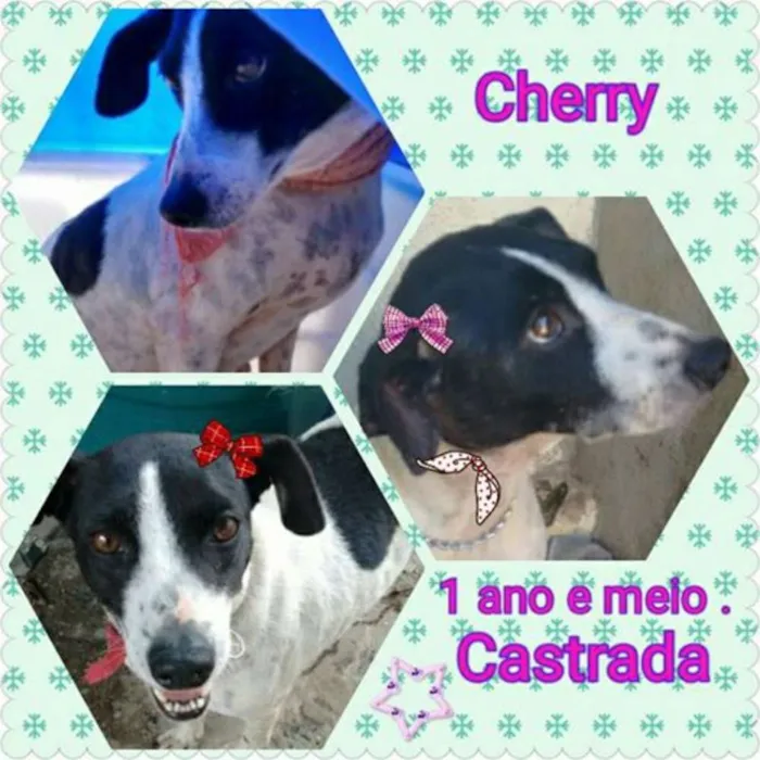 Cachorro ra a SRD idade 1 ano nome cherry