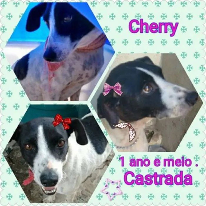 Cachorro ra a SRD idade 1 ano nome cherry
