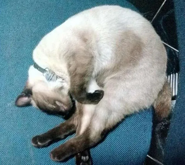 Gato ra a Siamês idade 1 ano nome Mia