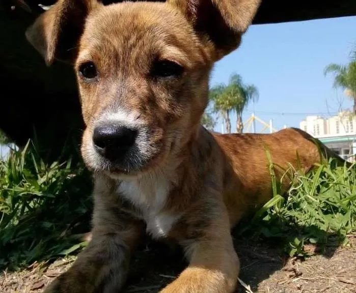 Cachorro ra a Vira Lata idade 7 a 11 meses nome Luna