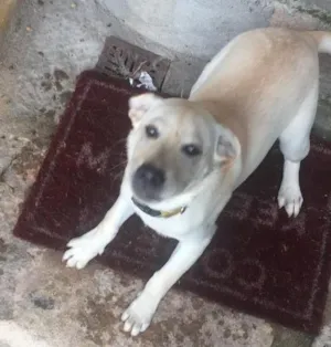 Cachorro raça Labrador  idade 2 a 6 meses nome Larissa