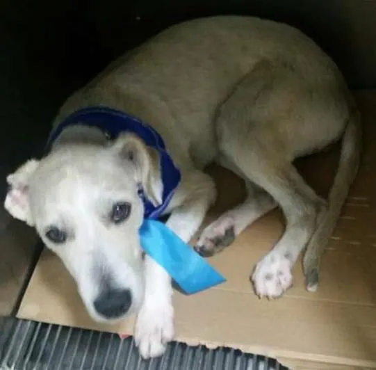 Cachorro ra a srd idade 7 a 11 meses nome Lorenzo