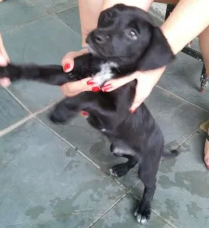 Cachorro raça vira lata  idade Abaixo de 2 meses nome Thor
