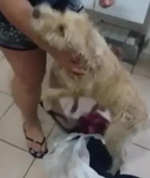 Cachorro raça Indefinido idade 2 a 6 meses nome Tobias
