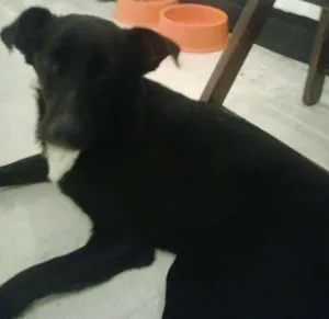 Cachorro raça SRD idade 7 a 11 meses nome Pingo