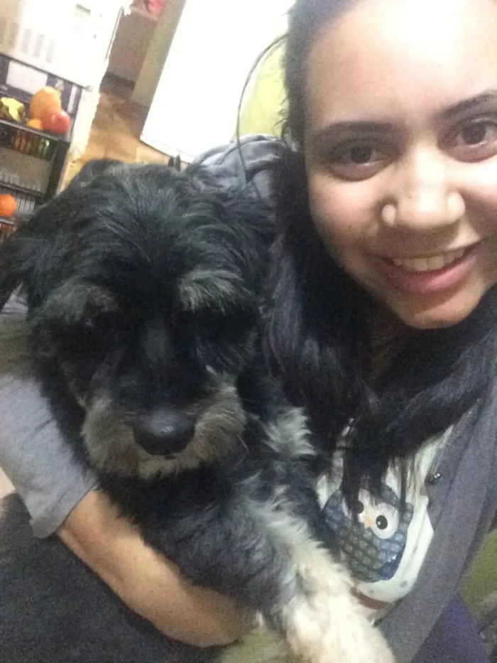 Cachorro raça Cocker com pinscher  idade 2 anos nome Baruck 