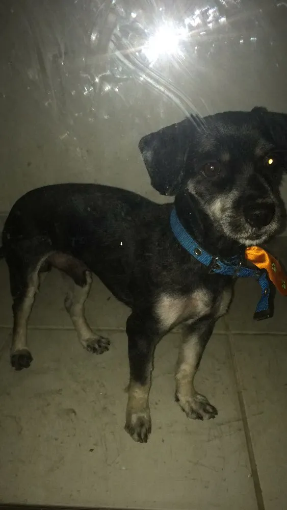 Cachorro raça Cocker com pinscher  idade 2 anos nome Baruck 
