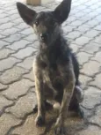 Sirius