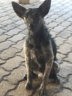 Cachorro raça Vira lata idade 7 a 11 meses nome Sirius