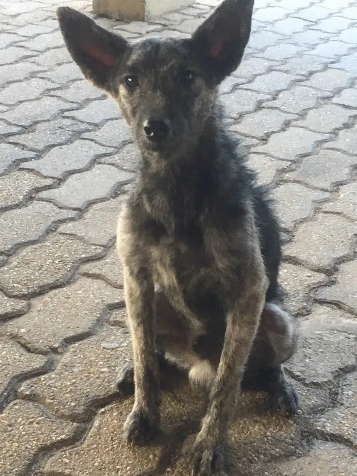 Cachorro ra a Vira lata idade 7 a 11 meses nome Sirius