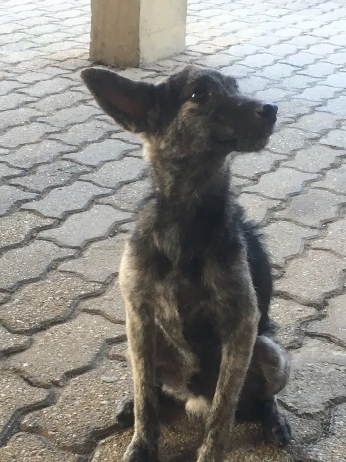 Cachorro ra a Vira lata idade 7 a 11 meses nome Sirius