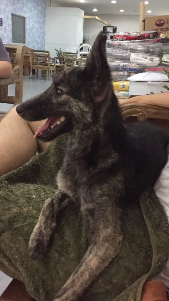 Cachorro ra a Vira lata idade 7 a 11 meses nome Sirius