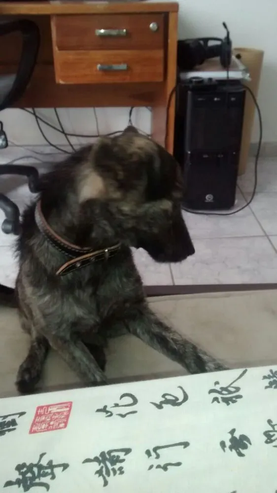 Cachorro ra a Vira lata idade 7 a 11 meses nome Sirius