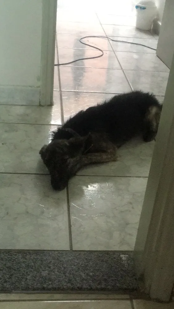 Cachorro ra a Vira lata idade 7 a 11 meses nome Sirius