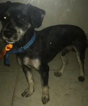 Cachorro raça Cocker com pinscher  idade 2 anos nome Baruck 