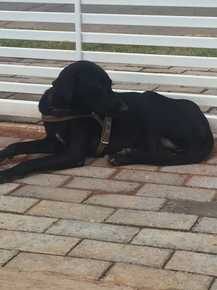 Cachorro ra a SRD  idade 2 anos nome Pretinha 