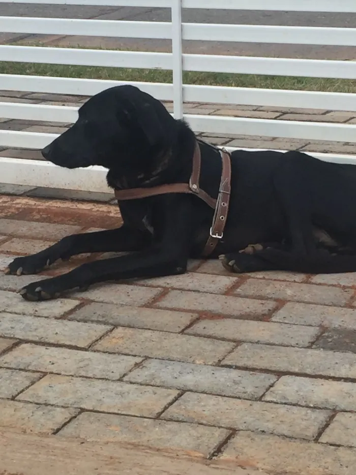 Cachorro ra a SRD  idade 2 anos nome Pretinha 