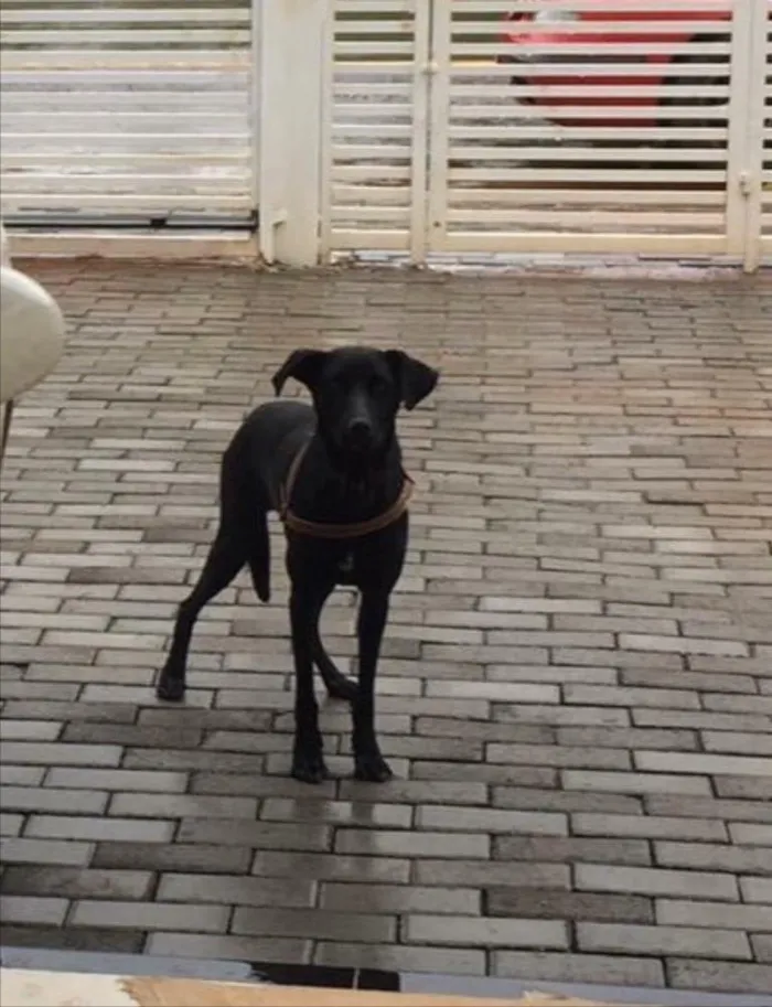 Cachorro ra a SRD  idade 2 anos nome Pretinha 