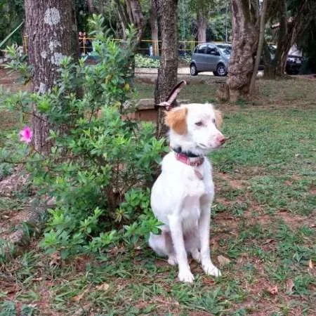 Cachorro ra a SRD idade 1 ano nome Billy