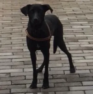 Cachorro raça SRD  idade 2 anos nome Pretinha 