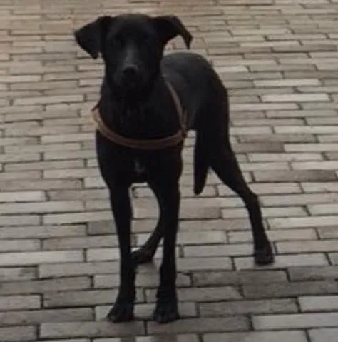 Cachorro ra a SRD  idade 2 anos nome Pretinha 