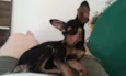 Neguinha 