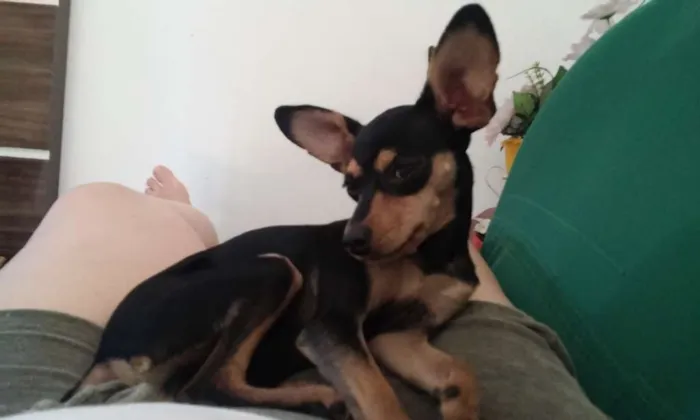 Cachorro ra a Pinscher idade 2 anos nome Neguinha 