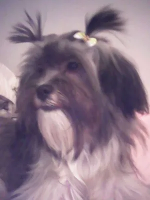 Cachorro raça  shitzu + poodle idade 2 anos nome Lola 
