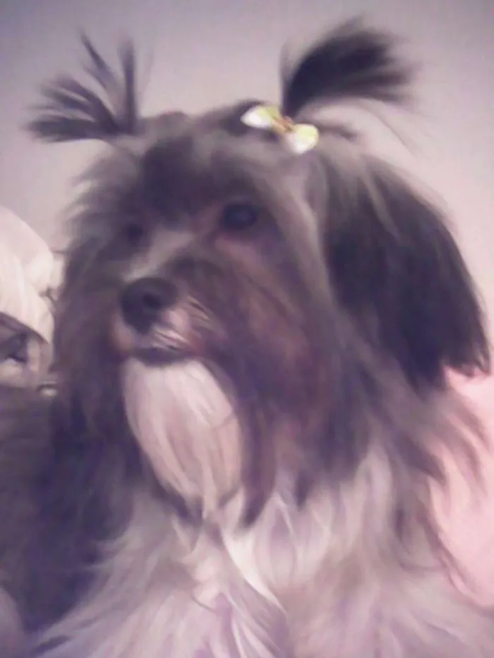 Cachorro ra a  shitzu + poodle idade 2 anos nome Lola 