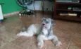Lola 