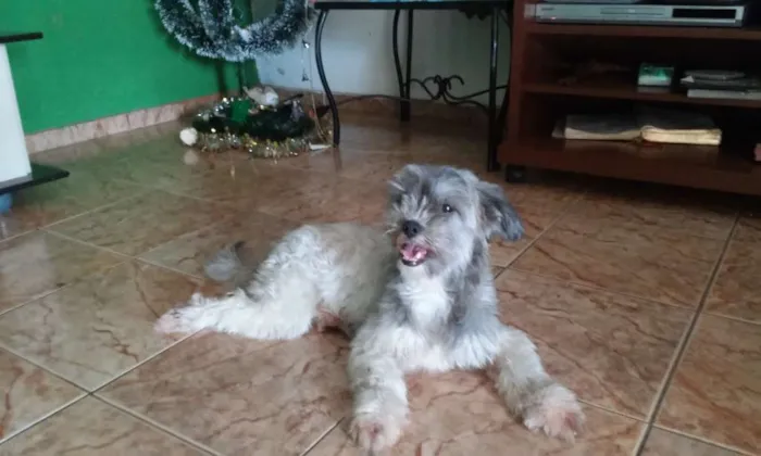 Cachorro ra a  shitzu + poodle idade 2 anos nome Lola 