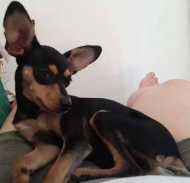 Cachorro ra a Pinscher idade 2 anos nome Neguinha 