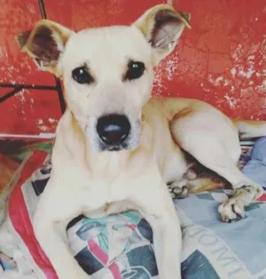 Cachorro raça VIRA LATA idade 6 ou mais anos nome RAFA