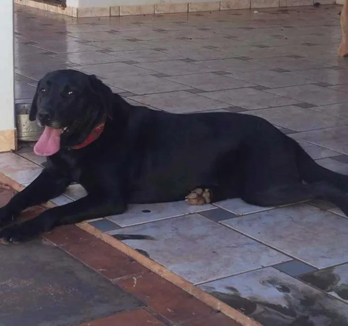 Cachorro ra a Labrador idade 1 ano nome Princesa