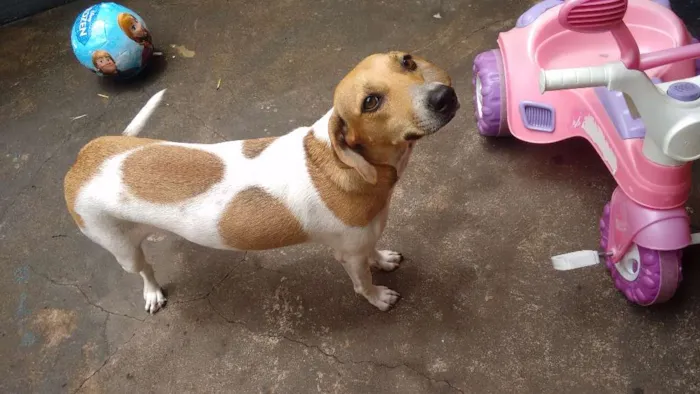 Cachorro ra a Viralata idade 7 a 11 meses nome Bonitinha