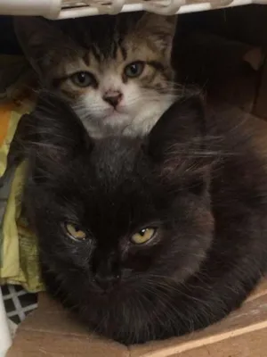 Gato raça  idade 2 a 6 meses nome Ainda sem um nome