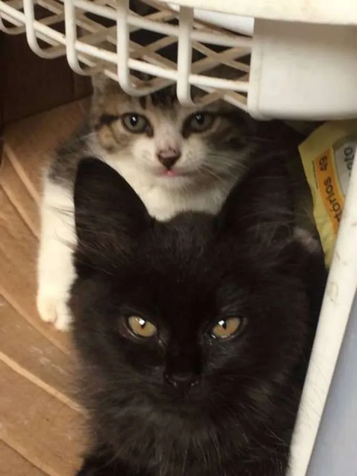 Gato raça  idade 2 a 6 meses nome Ainda sem um nome
