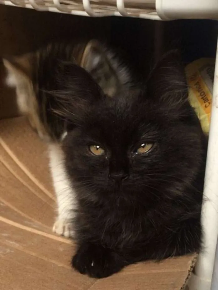 Gato raça  idade 2 a 6 meses nome Ainda sem um nome