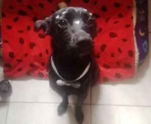 Cachorro raça  idade 1 ano nome Princesa