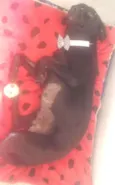 Princesa